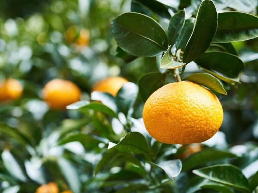 夏みかんマーマレード 150g